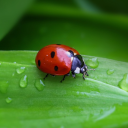 🐞🐛 Bugs 🪲🦋