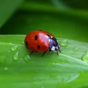  Bugs 🪲 Discord Server Icon