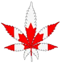 Mags Marijuana Business