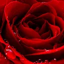 DragonRose’s lair
