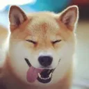 The Shiba Family