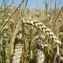 wheat street