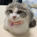 なかしょうの部屋