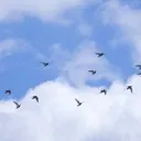 Bird Hangout