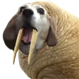 MyLittleWalrus Discord