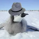 Club Penguin Mafia Discord