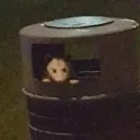 Robin's Trash Bin