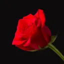 Rose Crypto Supreme
