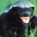 Honeybadger Crypto