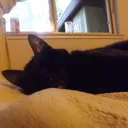 Kitty Time