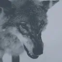 The WolfPack
