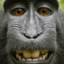 Monkeys With Anxiety