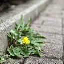 キャンペーン　消えゆくピサンリ