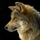 the wolves (roleplay)