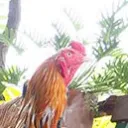 Cocks of Silly Team Six