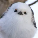 啾啾鳥之家