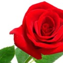 Rose 18+ Server Icon