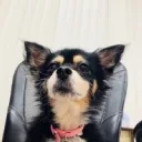 the dog squad