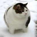 C H O N K