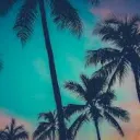 Palm Trees