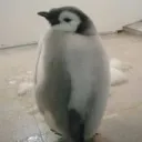 東風のサーバー