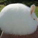 もふもふ