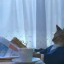 Kitten Adverts