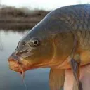 Carp Corp