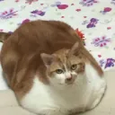 You_absolute_unit_