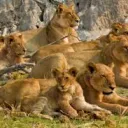 The Nerdy Lioness Pride