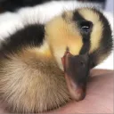 The Duck Cult