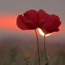 Poppy Field