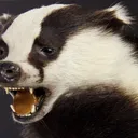 Badger633