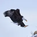 Eagle Squad