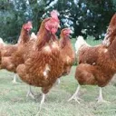 the hens