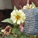 cottagecore Server Icon