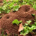 The Anthill