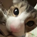Rawr