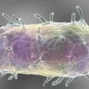 Deadly memes of diseases