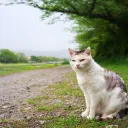 High Above StarClan