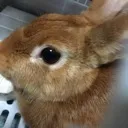 ここなっこ