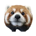 Red Panda Gang