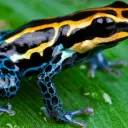 Ranas Hispanohablantes