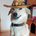 Dog Renegado
