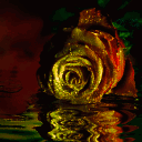 The Golden Rose