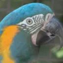 Macaw's Nest