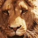 The Lion's Den