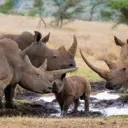 Rhino Gang