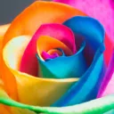 Order of the rose