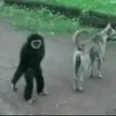 TSL